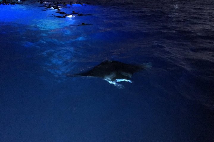 Nacht snorkelen met mantaroggen in Kona, Hawaï, met onderwaterverlichting en zeeleven, foto 13 | wizardtrip