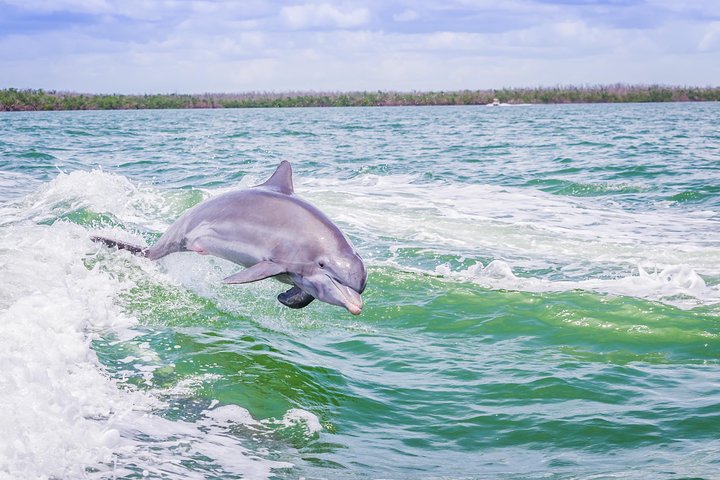 Marco Island Dolphin Sightseeing Tour | wizardtrip