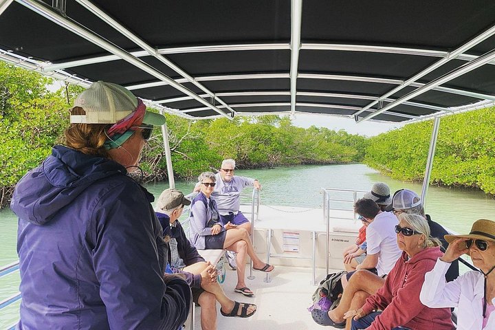 Dolfijnen kijken boottocht in de 10.000 eilanden, Marco Island, Florida, foto 7 | wizardtrip