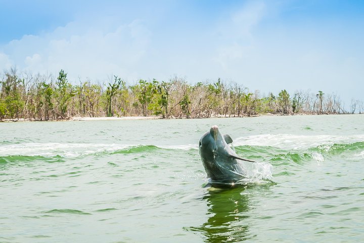 Dolfijnen kijken boottocht in de 10.000 eilanden, Marco Island, Florida, foto 11 | wizardtrip