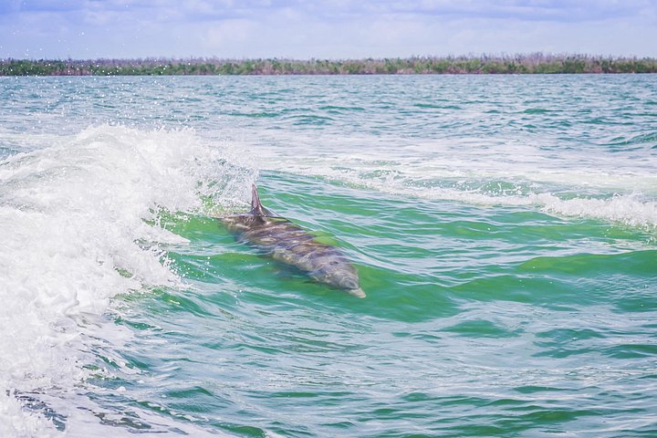 Dolfijnen kijken boottocht in de 10.000 eilanden, Marco Island, Florida, foto 14 | wizardtrip