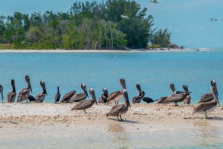 Dolfijnen kijken boottocht in de 10.000 eilanden, Marco Island, Florida, foto 16 | wizardtrip