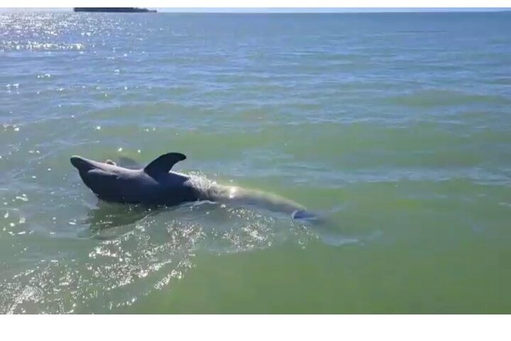 Dolfijnen kijken boottocht in de 10.000 eilanden, Marco Island, Florida, foto 17 | wizardtrip