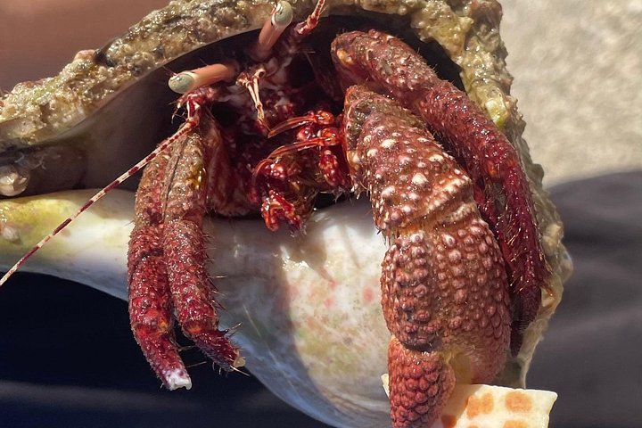 Tier- und Muscheltour durch die Ten Thousand Islands von Marco Island, Foto 6 | wizardtrip