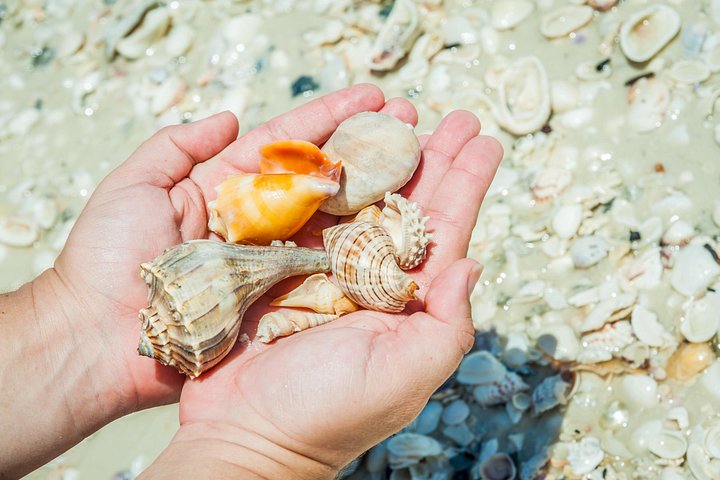 Tier- und Muscheltour durch die Ten Thousand Islands von Marco Island, Foto 8 | wizardtrip