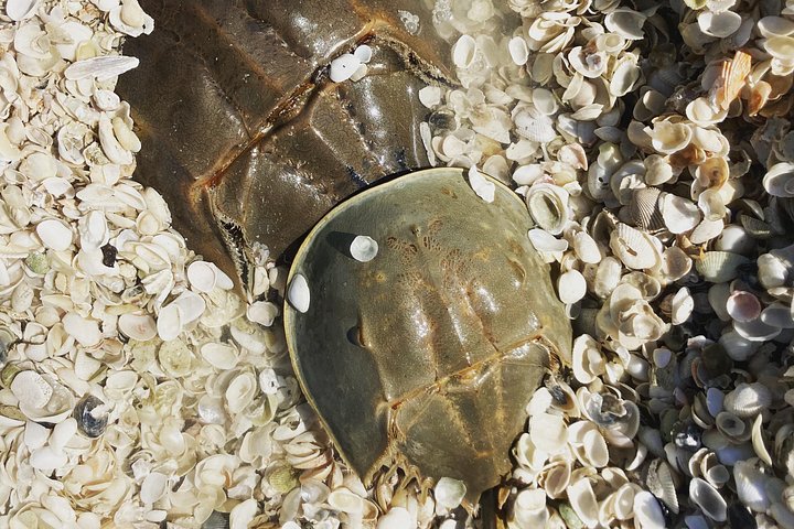 Tier- und Muscheltour durch die Ten Thousand Islands von Marco Island, Foto 10 | wizardtrip