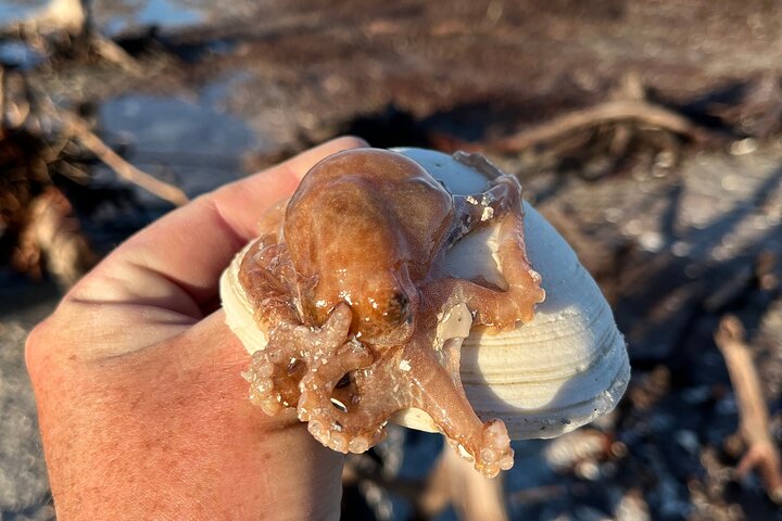 Tier- und Muscheltour durch die Ten Thousand Islands von Marco Island, Foto 12 | wizardtrip
