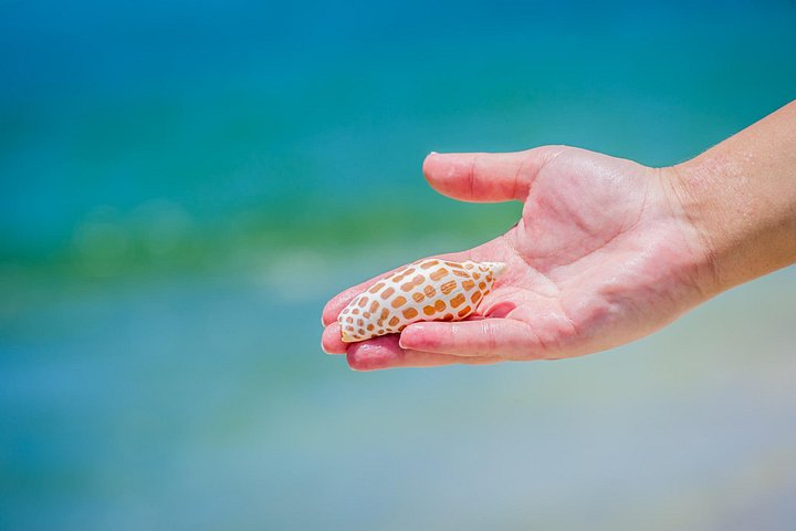 Tier- und Muscheltour durch die Ten Thousand Islands von Marco Island, Foto 17 | wizardtrip