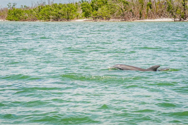 Tier- und Muscheltour durch die Ten Thousand Islands von Marco Island, Foto 18 | wizardtrip