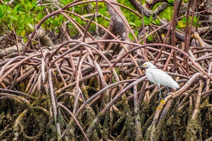 Tier- und Muscheltour durch die Ten Thousand Islands von Marco Island, Foto 19 | wizardtrip