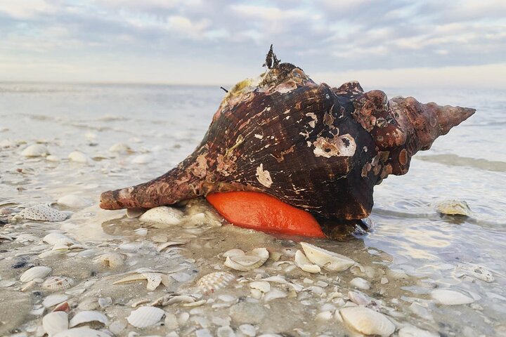Tier- und Muscheltour durch die Ten Thousand Islands von Marco Island, Foto 20 | wizardtrip