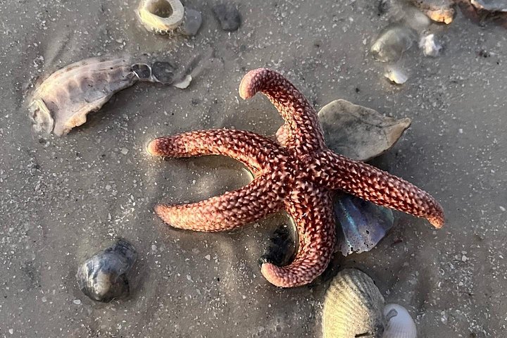 Tier- und Muscheltour durch die Ten Thousand Islands von Marco Island, Foto 21 | wizardtrip