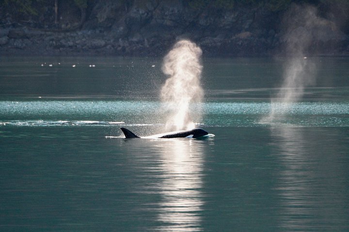 Whale Watching from Friday Harbor | wizardtrip