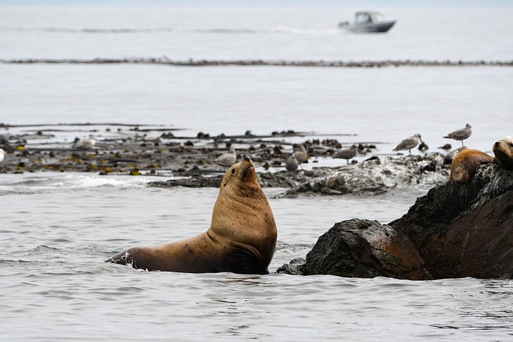 Hvalsafari fra Friday Harbor, San Juan Island, med observasjon av spekkhoggere og annet marint liv, foto 6 | wizardtrip