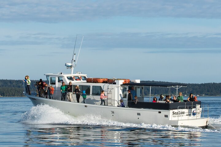 Hvalsafari fra Friday Harbor, San Juan Island, med observasjon av spekkhoggere og annet marint liv, foto 7 | wizardtrip