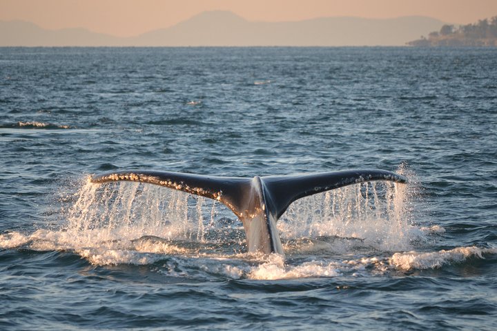 Hvalsafari fra Friday Harbor, San Juan Island, med observasjon av spekkhoggere og annet marint liv, foto 8 | wizardtrip