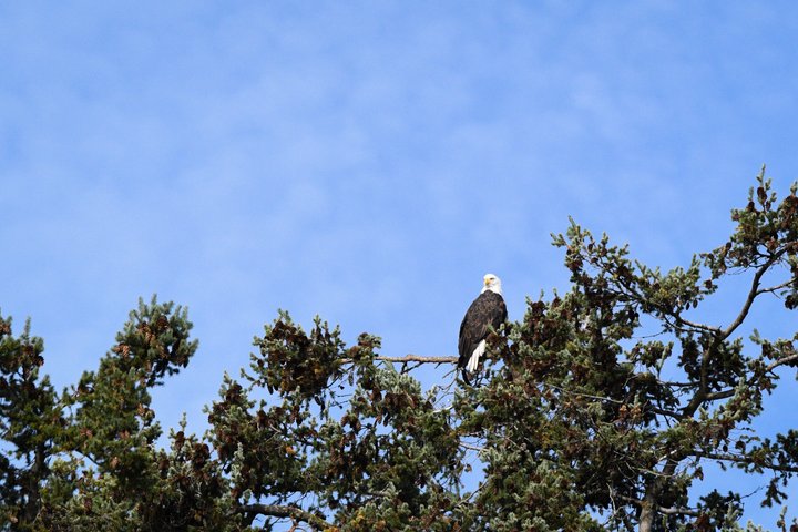 Hvalsafari fra Friday Harbor, San Juan Island, med observasjon av spekkhoggere og annet marint liv, foto 9 | wizardtrip