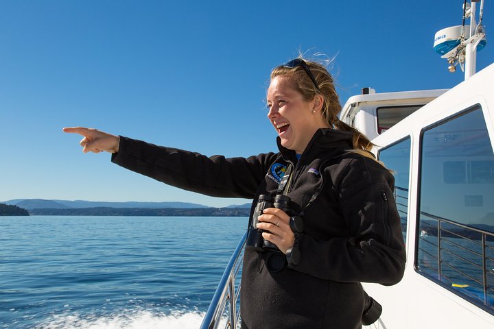 Hvalsafari fra Friday Harbor, San Juan Island, med observasjon av spekkhoggere og annet marint liv, foto 10 | wizardtrip