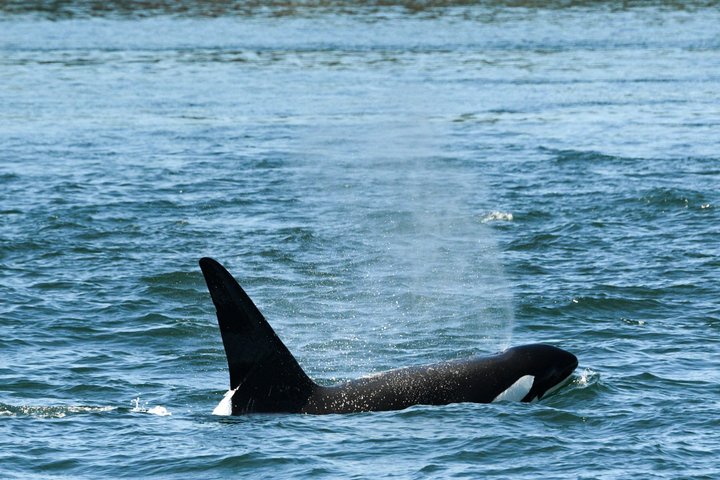 Hvalsafari fra Friday Harbor, San Juan Island, med observasjon av spekkhoggere og annet marint liv, foto 11 | wizardtrip