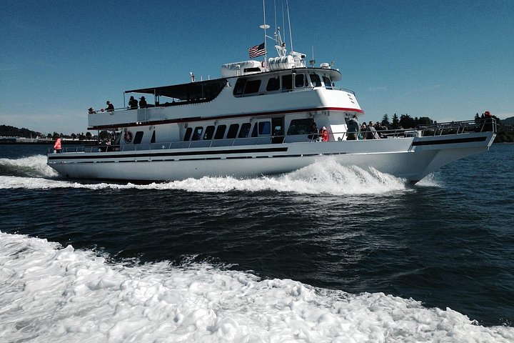 Hvalsafari fra Friday Harbor, San Juan Island, med observasjon av spekkhoggere og annet marint liv, foto 12 | wizardtrip