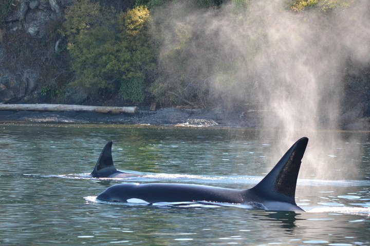 Hvalsafari fra Friday Harbor, San Juan Island, med observasjon av spekkhoggere og annet marint liv, foto 13 | wizardtrip