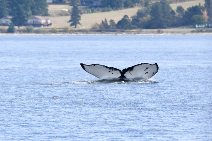 Hvalsafari fra Friday Harbor, San Juan Island, med observasjon av spekkhoggere og annet marint liv, foto 14 | wizardtrip