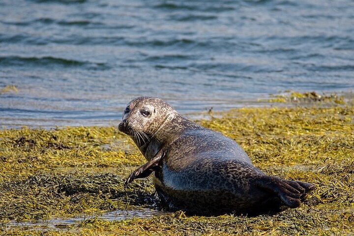 Crociera panoramica sul Loch Linnhe da Fort William, avvistamento di foche e fauna selvatica con vista sul Ben Nevis, foto 8 | wizardtrip
