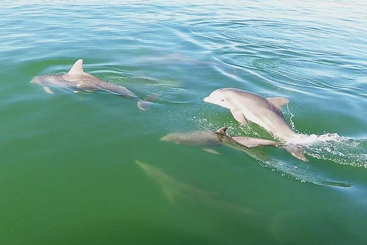 イルカウォッチングとシュノーケリングのためのシェルキー島へのセミプライベートボートツアー、写真7 | wizardtrip