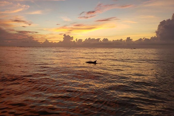Disfruta de un tour en barco semiprivado al atardecer en St. Petersburg, Florida, con vistas a mansiones y delfines, foto 12 | wizardtrip