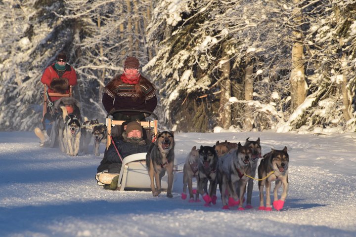 Dog Sledding and Mushing Experience in North Pole | wizardtrip