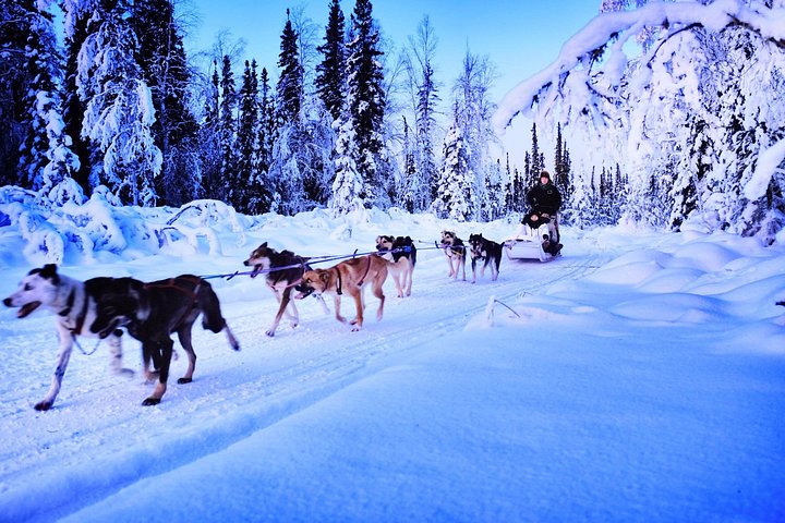 Dog sledding adventure with Alaskan Huskies in North Pole, Alaska, photo 6 | wizardtrip