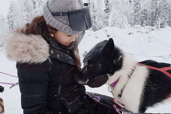 Dog sledding adventure with Alaskan Huskies in North Pole, Alaska, photo 7 | wizardtrip