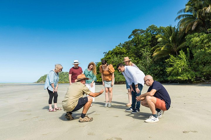 Verken het weelderige Daintree Rainforest en het prachtige Cape Tribulation tijdens een dagtocht vanuit Cairns, Australië, foto 10 | wizardtrip