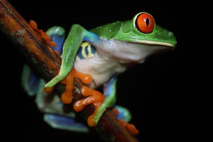 La Fortuna Nachtwanderung am Vulkan Arenal: Tierwelt-Tour im Regenwald | wizardtrip