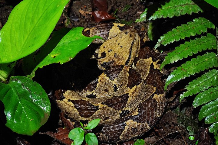 Nachtwanderung im Regenwald von La Fortuna zur Beobachtung nachtaktiver Tiere in der Nähe des Vulkans Arenal, Foto 6 | wizardtrip