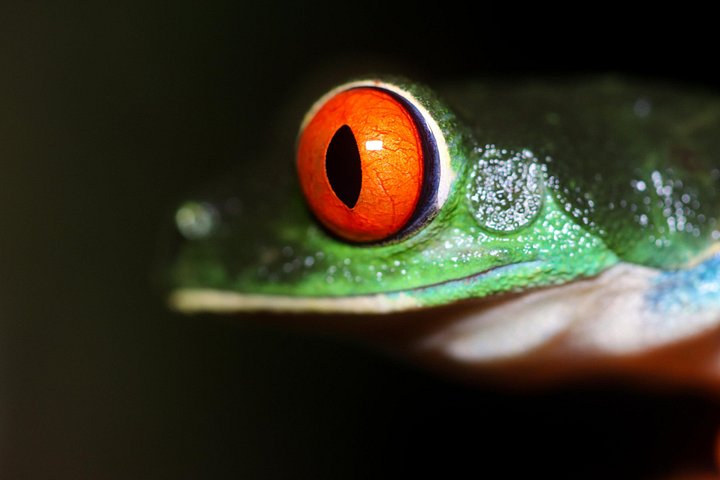 Nachtwanderung im Regenwald von La Fortuna zur Beobachtung nachtaktiver Tiere in der Nähe des Vulkans Arenal, Foto 8 | wizardtrip