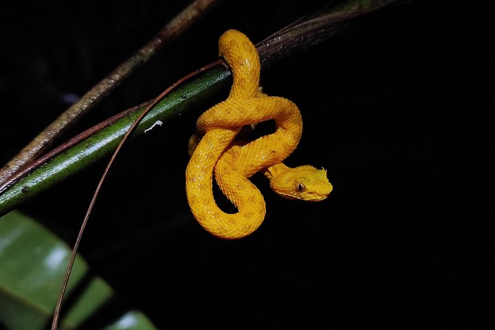 Nachtwanderung im Regenwald von La Fortuna zur Beobachtung nachtaktiver Tiere in der Nähe des Vulkans Arenal, Foto 10 | wizardtrip