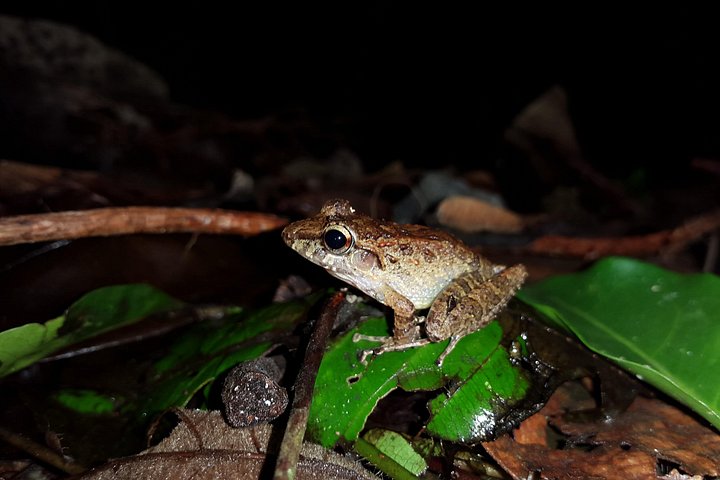 Nachtwanderung im Regenwald von La Fortuna zur Beobachtung nachtaktiver Tiere in der Nähe des Vulkans Arenal, Foto 12 | wizardtrip