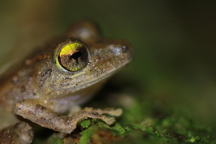 Nachtwanderung im Regenwald von La Fortuna zur Beobachtung nachtaktiver Tiere in der Nähe des Vulkans Arenal, Foto 14 | wizardtrip