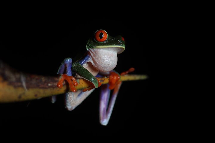 Nachtwanderung im Regenwald von La Fortuna zur Beobachtung nachtaktiver Tiere in der Nähe des Vulkans Arenal, Foto 19 | wizardtrip