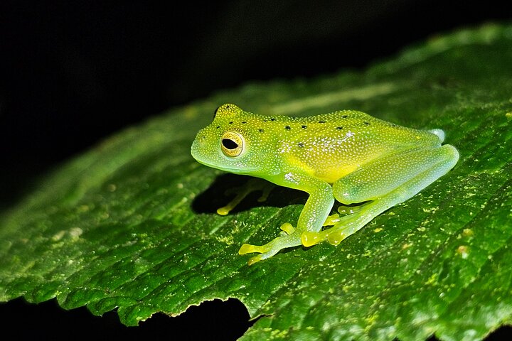 Nachtwanderung im Regenwald von La Fortuna zur Beobachtung nachtaktiver Tiere in der Nähe des Vulkans Arenal, Foto 26 | wizardtrip