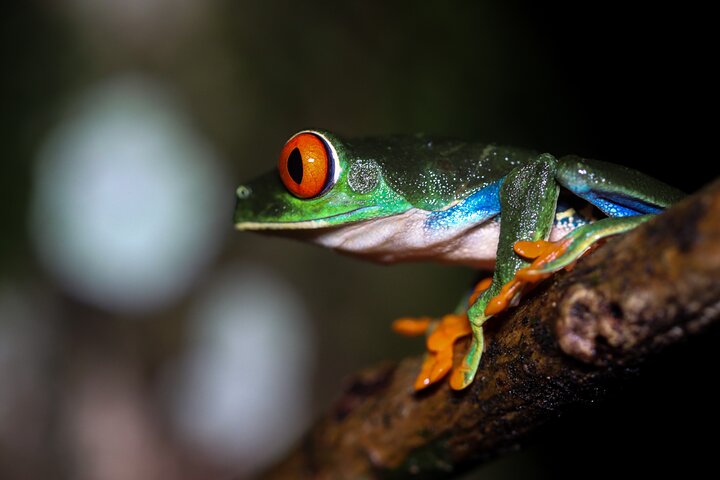 Nachtwanderung im Regenwald von La Fortuna zur Beobachtung nachtaktiver Tiere in der Nähe des Vulkans Arenal, Foto 27 | wizardtrip