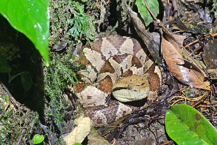 Nachtwanderung im Regenwald von La Fortuna zur Beobachtung nachtaktiver Tiere in der Nähe des Vulkans Arenal, Foto 30 | wizardtrip