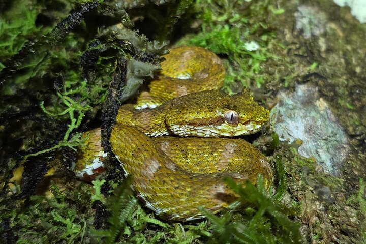 Nachtwanderung im Regenwald von La Fortuna zur Beobachtung nachtaktiver Tiere in der Nähe des Vulkans Arenal, Foto 34 | wizardtrip