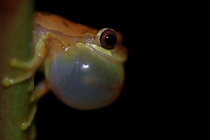 Nachtwanderung im Regenwald von La Fortuna zur Beobachtung nachtaktiver Tiere in der Nähe des Vulkans Arenal, Foto 36 | wizardtrip