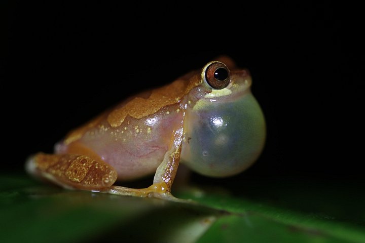 Nachtwanderung im Regenwald von La Fortuna zur Beobachtung nachtaktiver Tiere in der Nähe des Vulkans Arenal, Foto 42 | wizardtrip
