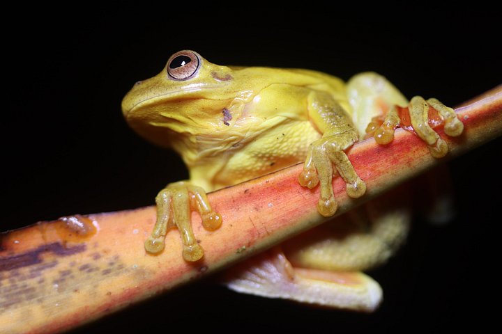Nachtwanderung im Regenwald von La Fortuna zur Beobachtung nachtaktiver Tiere in der Nähe des Vulkans Arenal, Foto 44 | wizardtrip