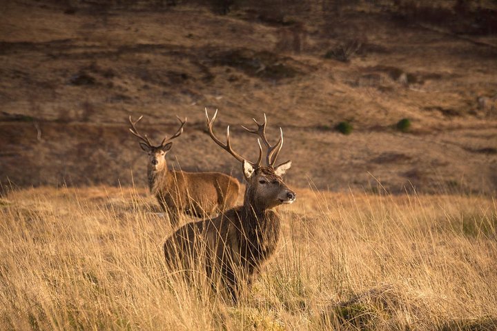Ganztägige Tour zum Loch Ness, Glencoe und den schottischen Highlands ab Edinburgh, Foto 15 | wizardtrip