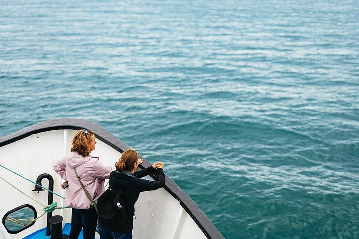 Passeio de barco com vistas das Falésias de Howth, Ireland's Eye e vida selvagem local perto de Dublin, foto 24 | wizardtrip