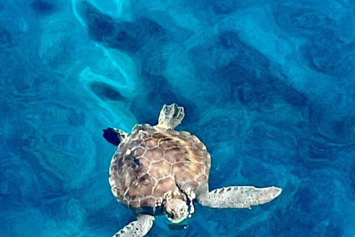 Nyd et afslappende dagkrydstogt til Blue Lagoon og Turtle Cove fra Ayia Napa, Cypern, med svømning og frokost, foto 7 | wizardtrip